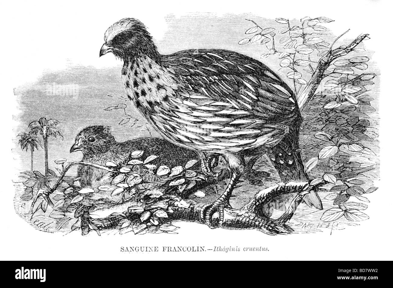 Sanguine francolin ithaginis cruentus Foto Stock