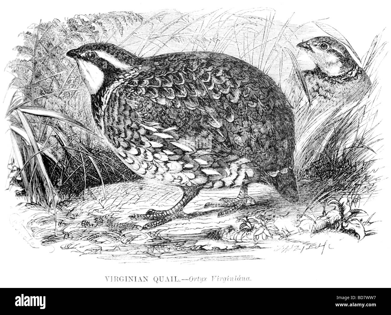 Virginian quaglia ortyx virginiana Foto Stock