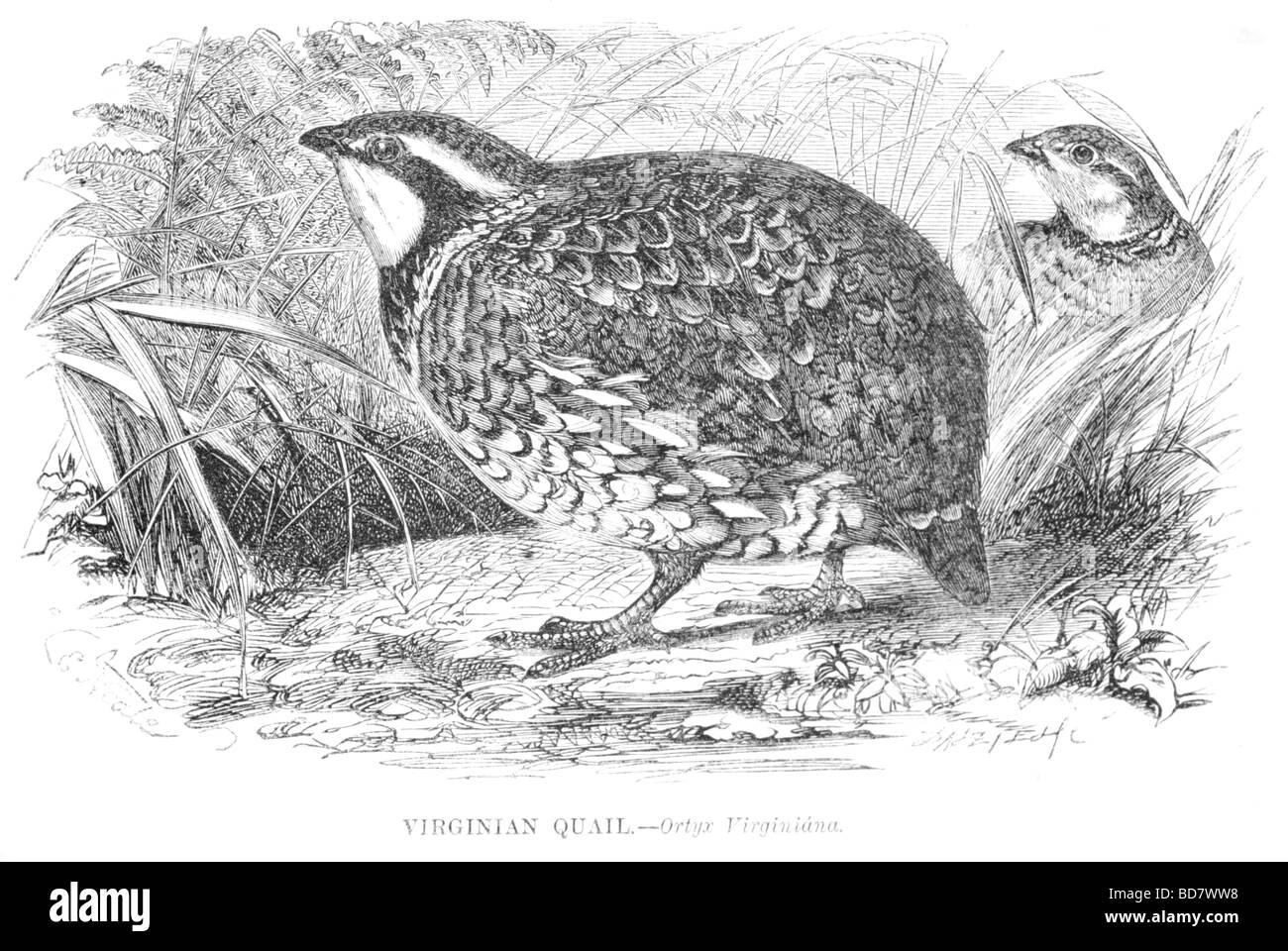 quaglia di Virginian Foto Stock