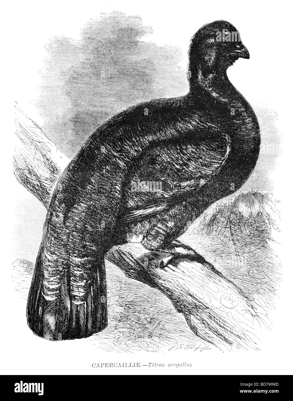 Gallo cedrone tetrao urogallus Foto Stock