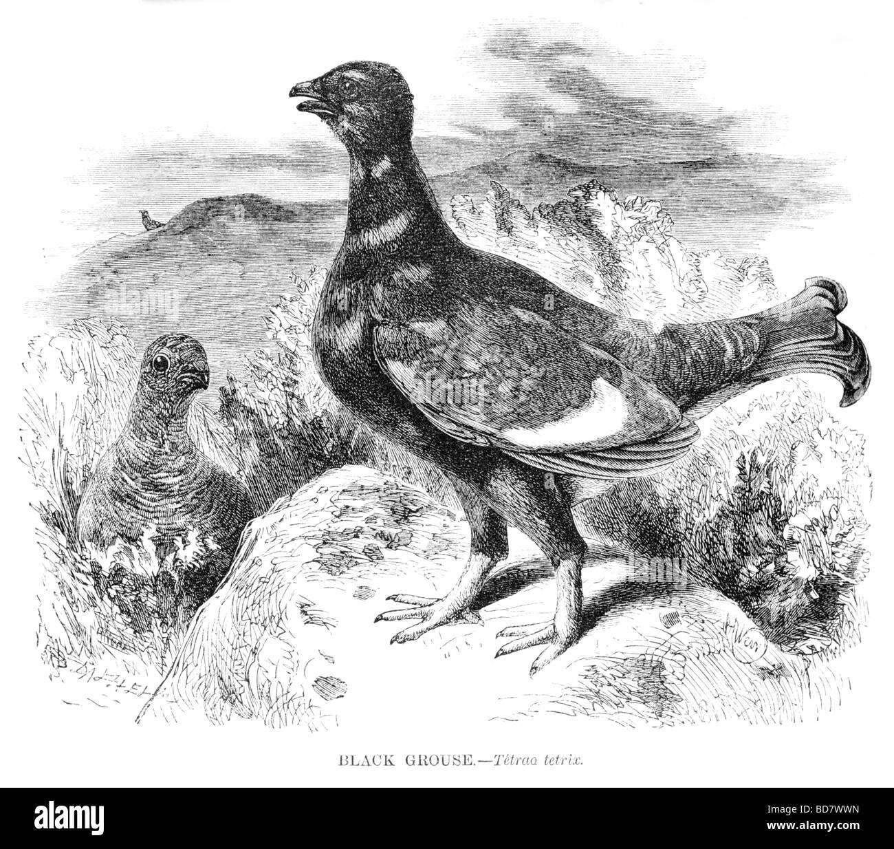 Gallo forcello Tetrao tetrix Foto Stock