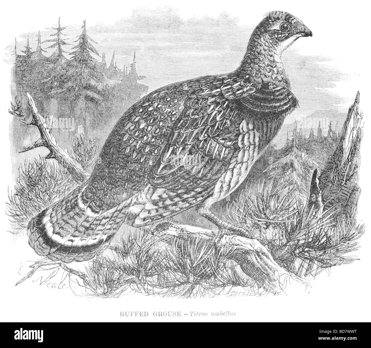 Ruffed grouse tetrao umbellus Foto Stock