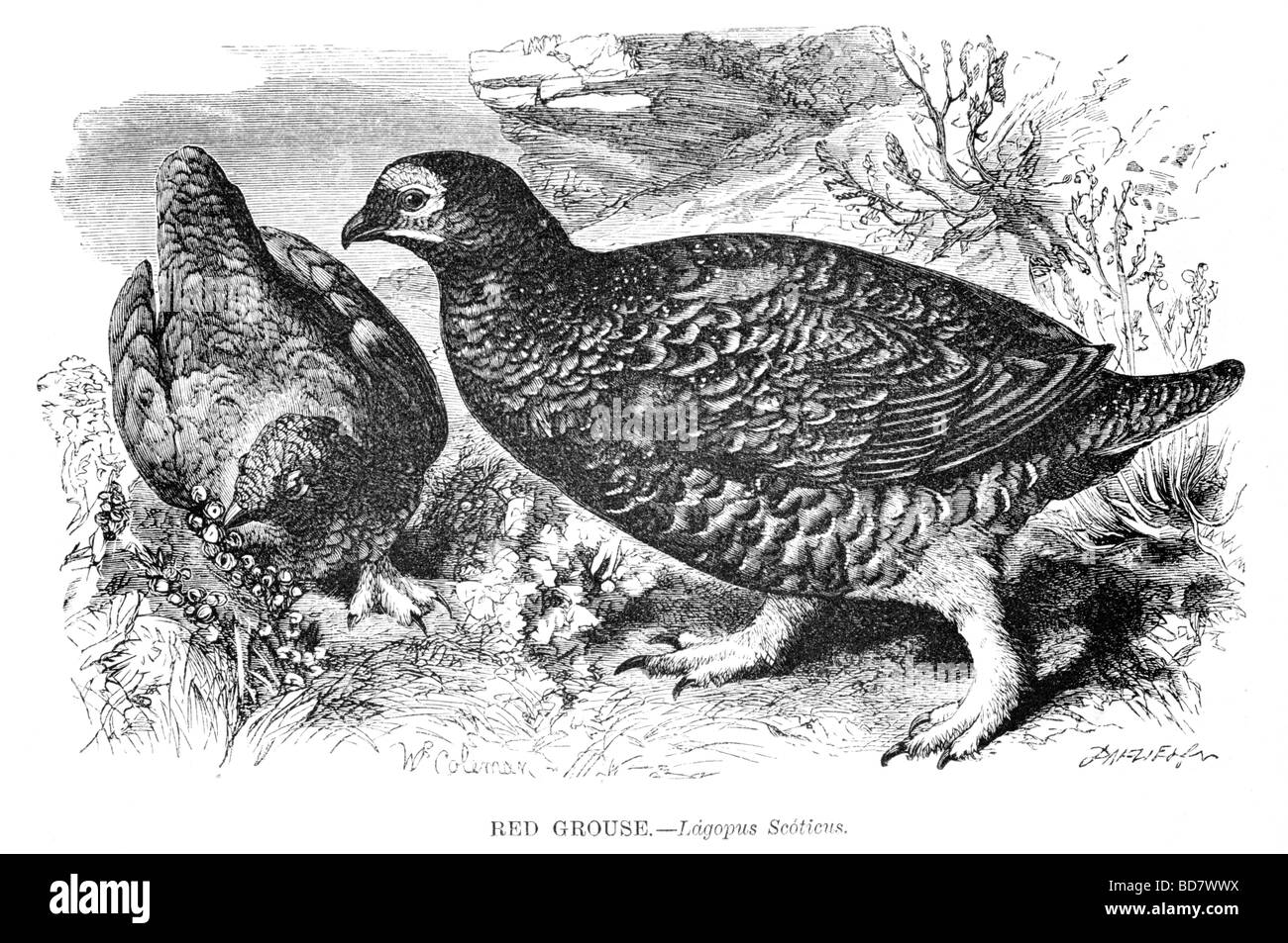 Red Grouse lagopus scoticus Foto Stock