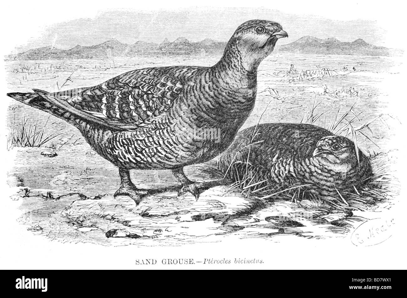 Sabbia grouse pterocles bicinctus Foto Stock
