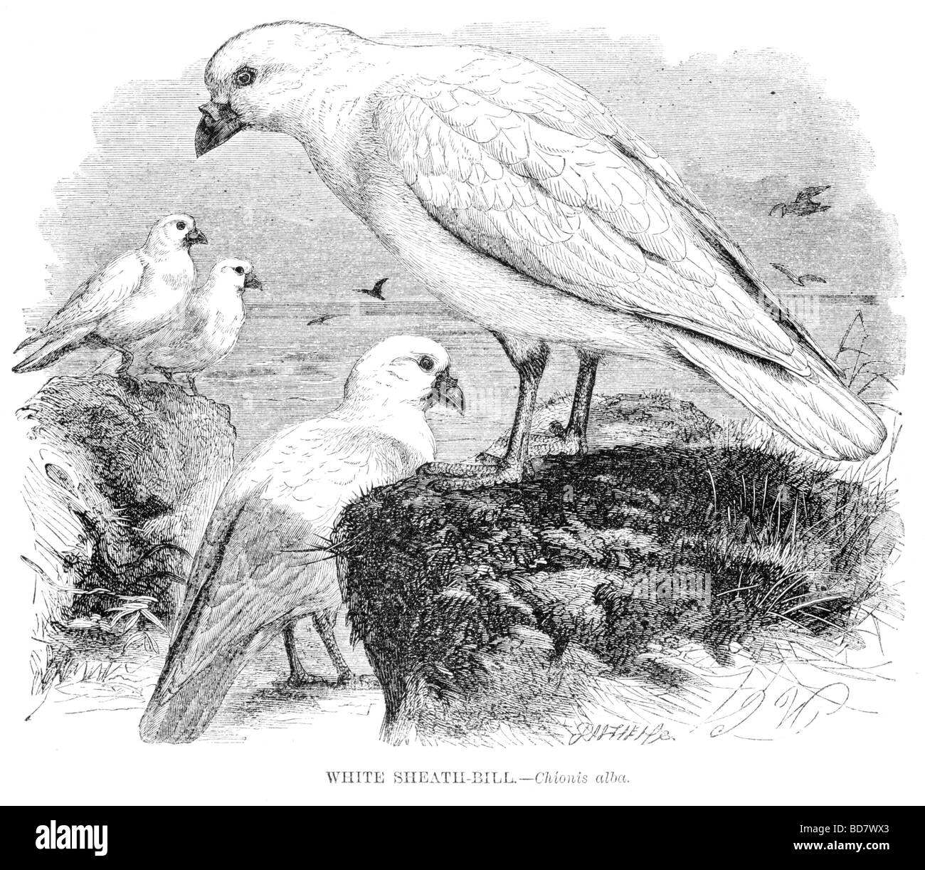 Guaina bianca bill chionis alba Foto Stock