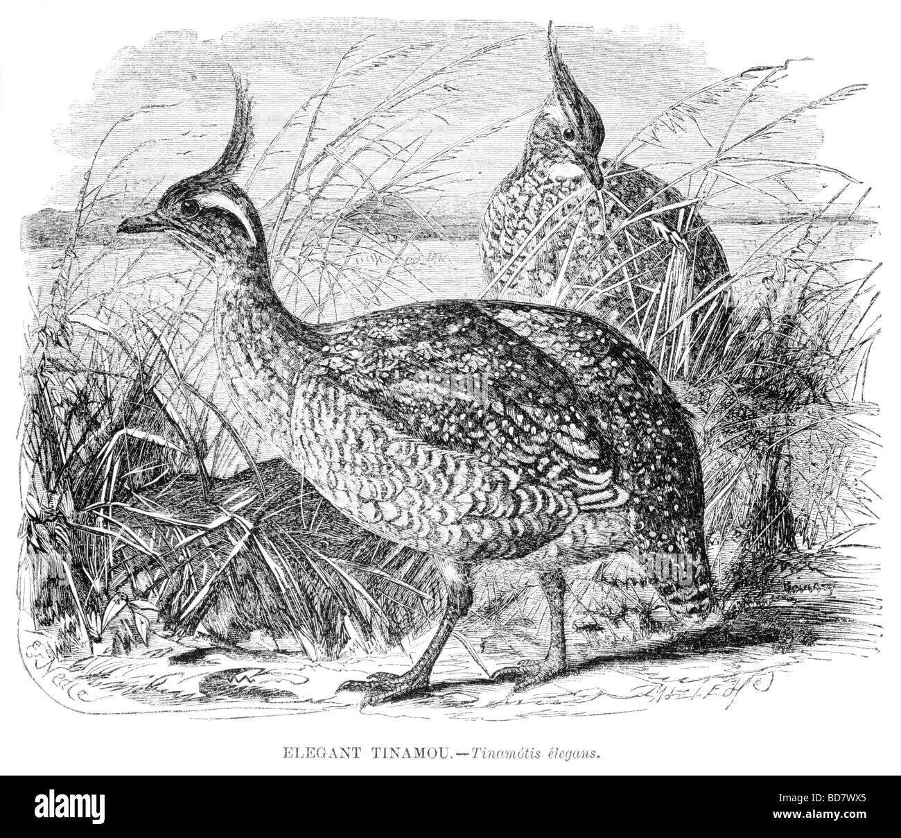 Elegante tinamotis tinamou elagans Foto Stock