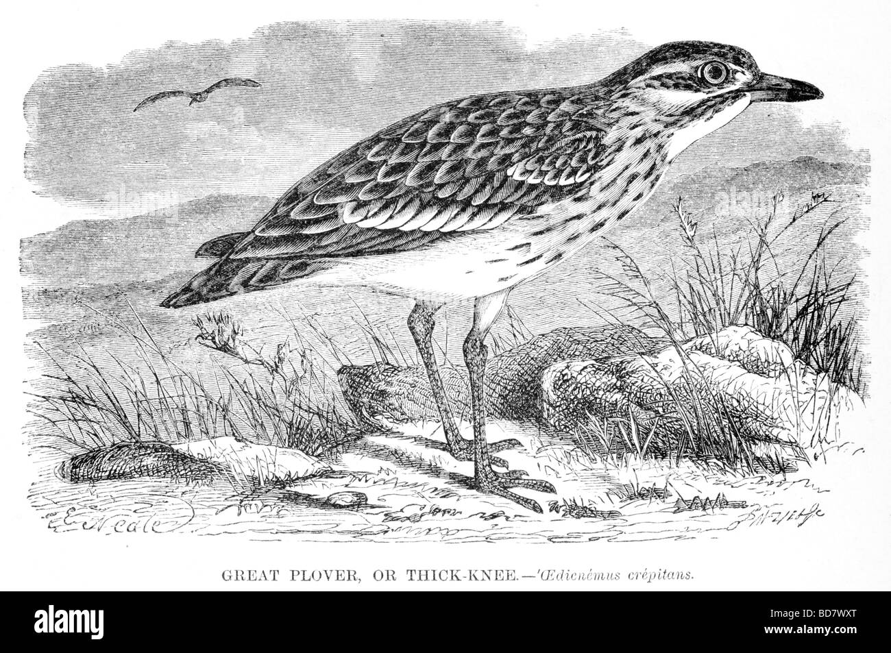 Grande plover o spessi cedicnemus ginocchio crepitans Foto Stock