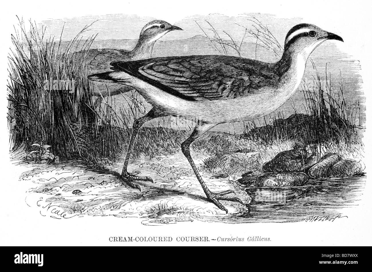 Color crema cursorius courser gallicus Foto Stock