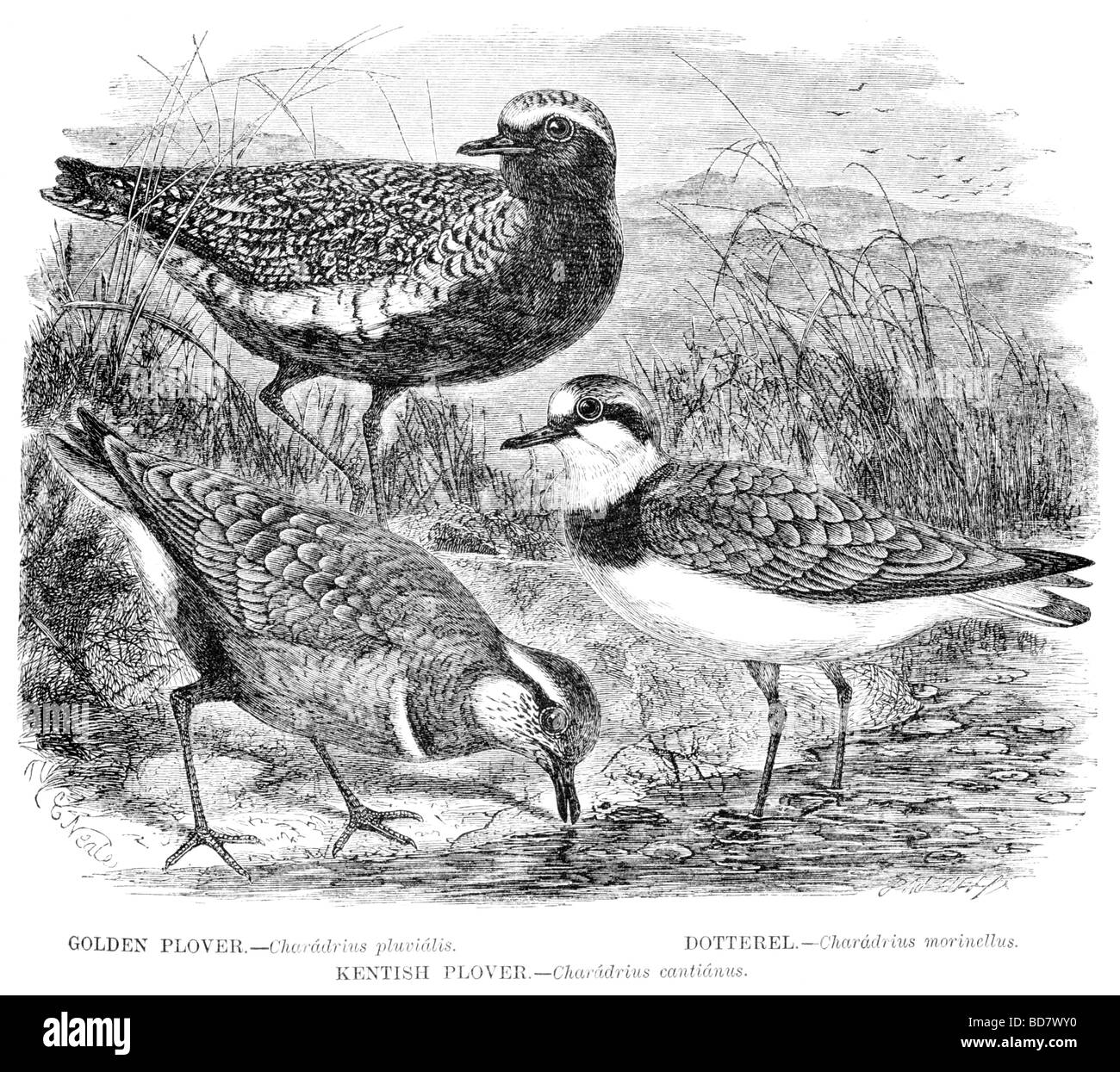 Golden plover dotterel fratino charadrius Foto Stock