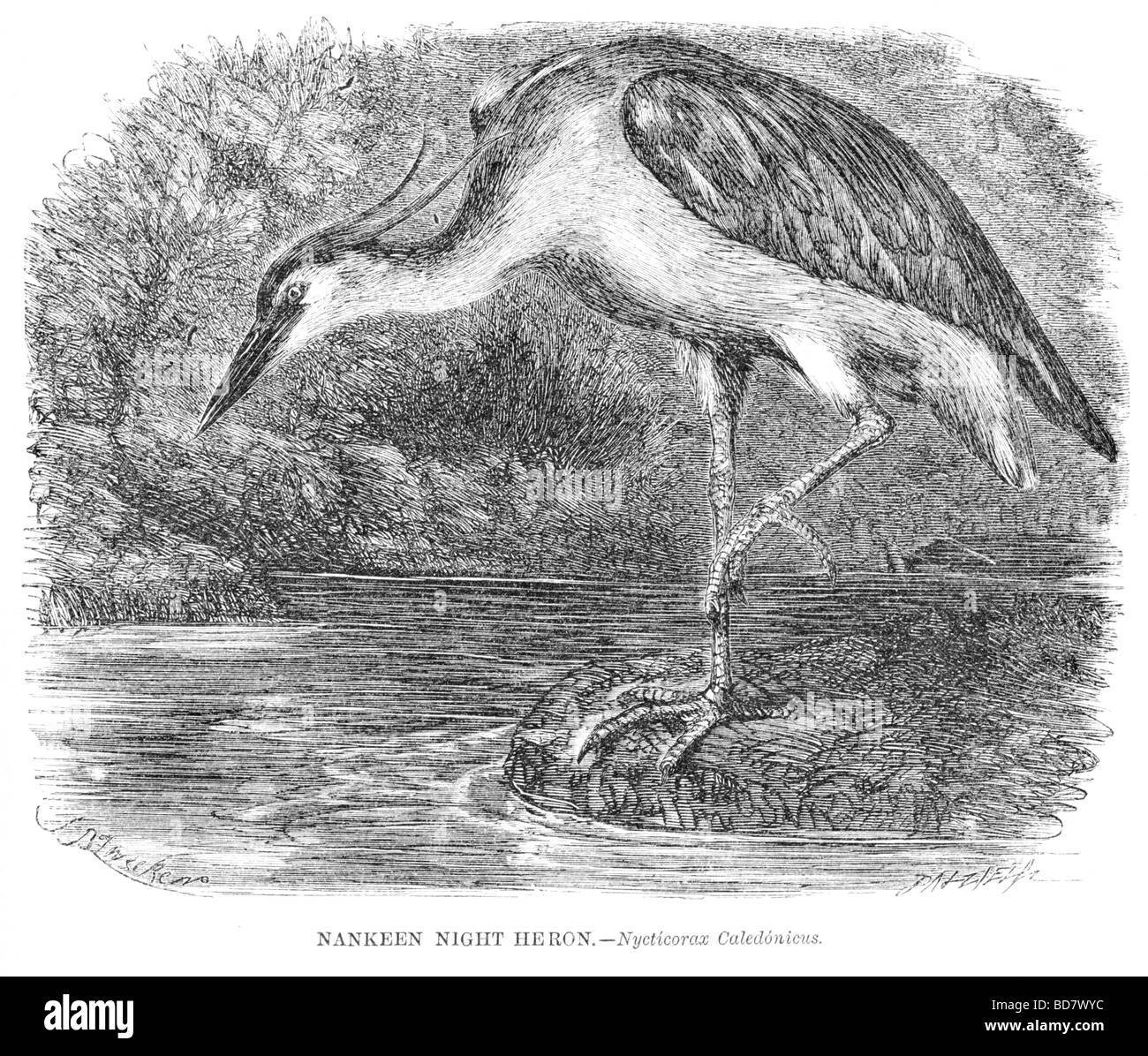 Nankeen nitticora nycticorax caledonicus Foto Stock