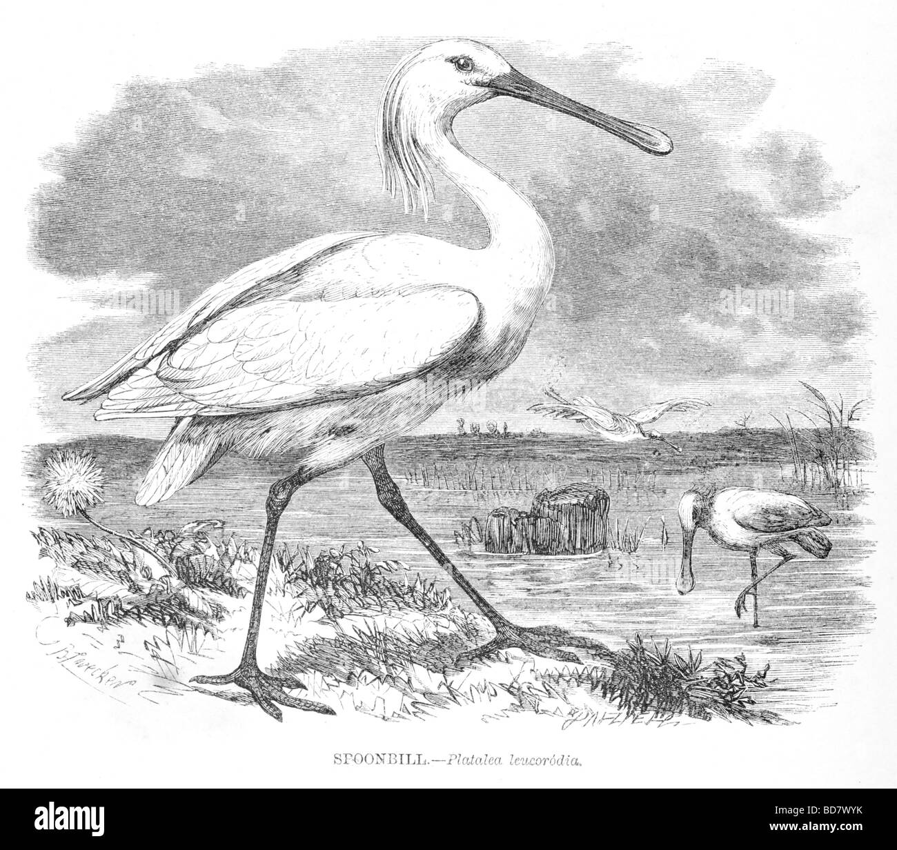 Spatola Platalea leucorodia Foto Stock