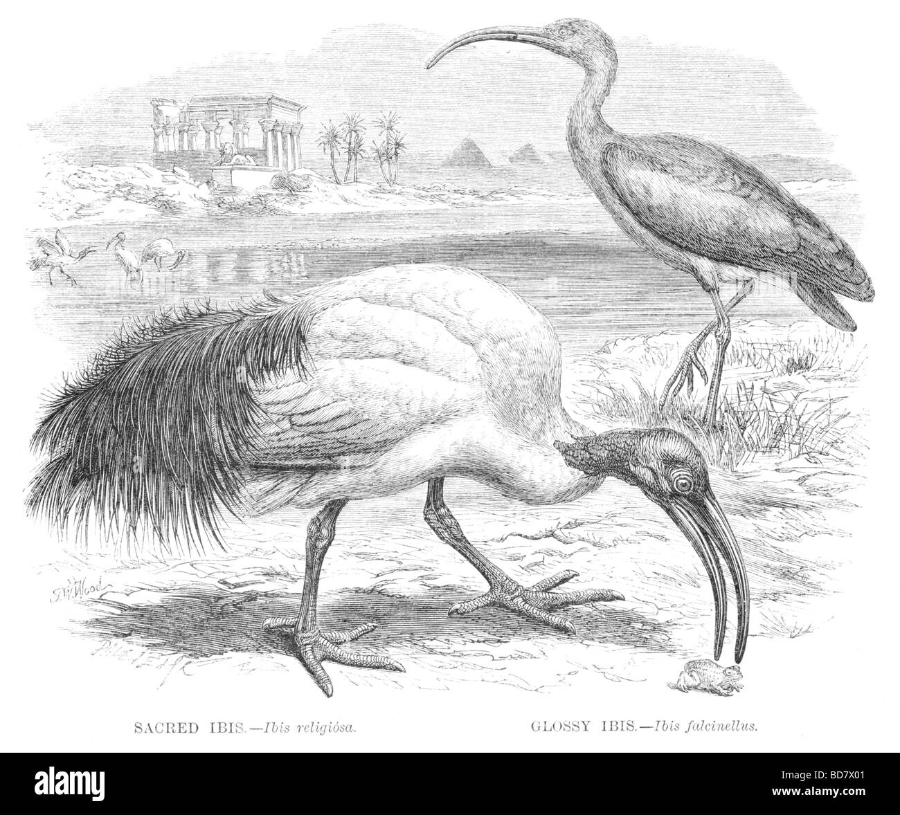 Ibis sacri ibis religiosa ibis lucido ibis falcinellus Foto Stock