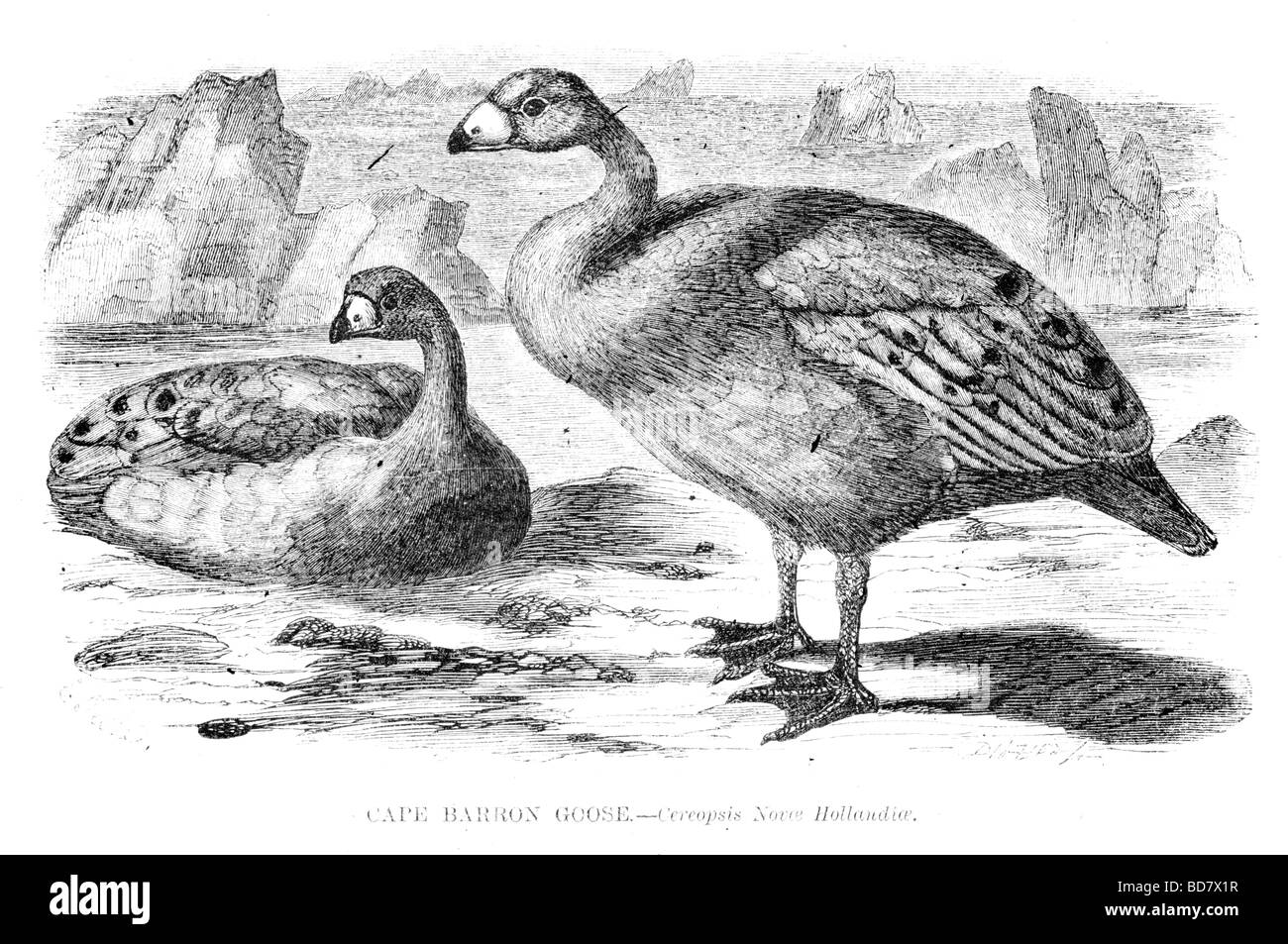 Cape barron goose cereopsis novoe hollandioe Foto Stock