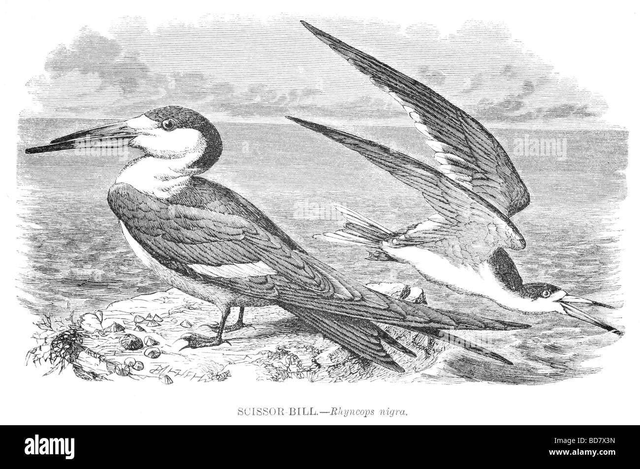 Fattura a forbice rhyncops nigra Foto Stock
