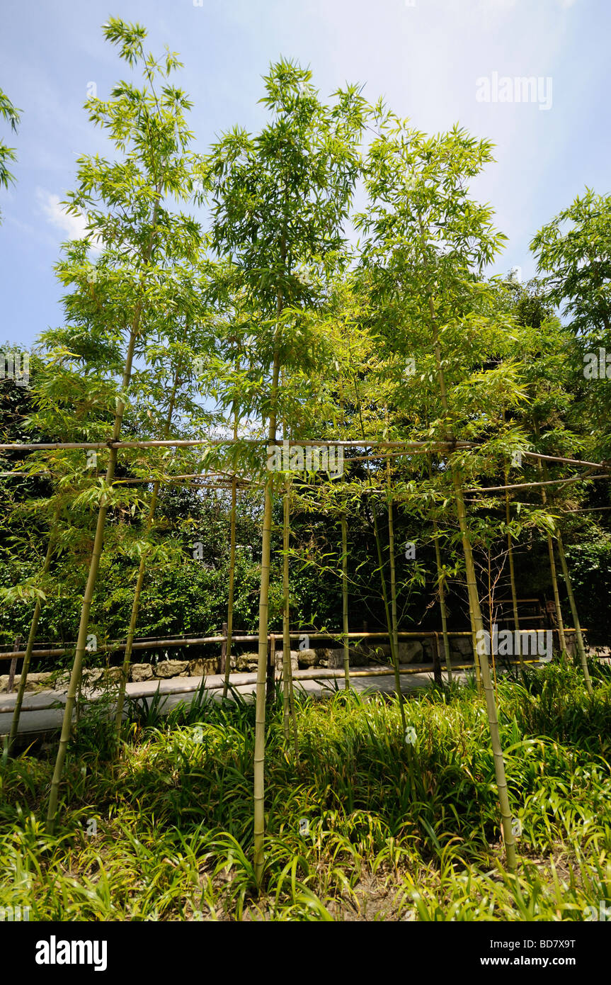 Il bambù cresce a giardini di Ginkaku-ji il complesso. Sakyo-ku (Sakyo ward). Il protocollo di Kyoto. Kansai (aka Kinki) regione. Giappone Foto Stock