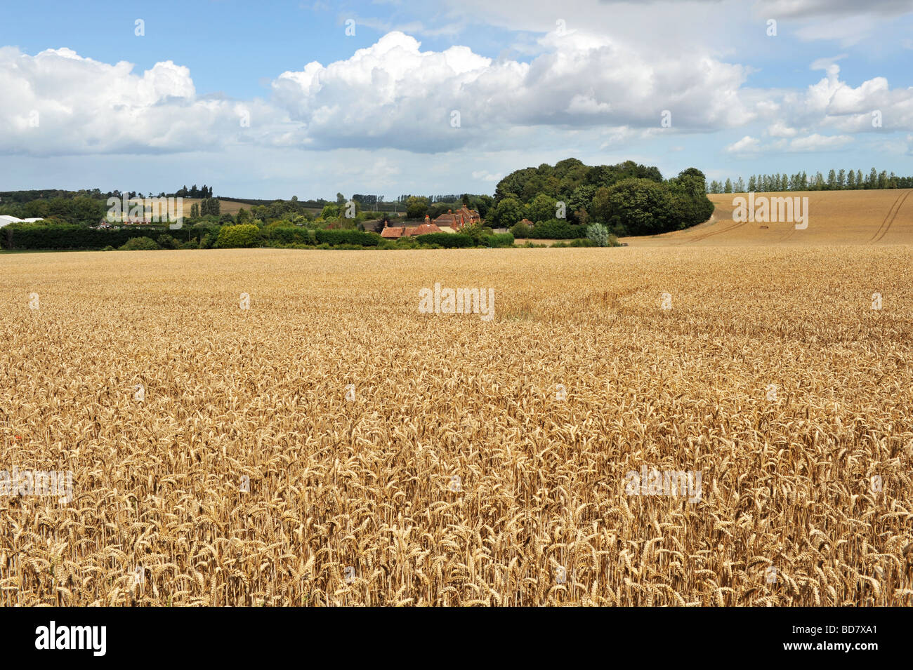 Campi d'oro maturo campo di grano vicino a Canterbury Kent REGNO UNITO Foto Stock