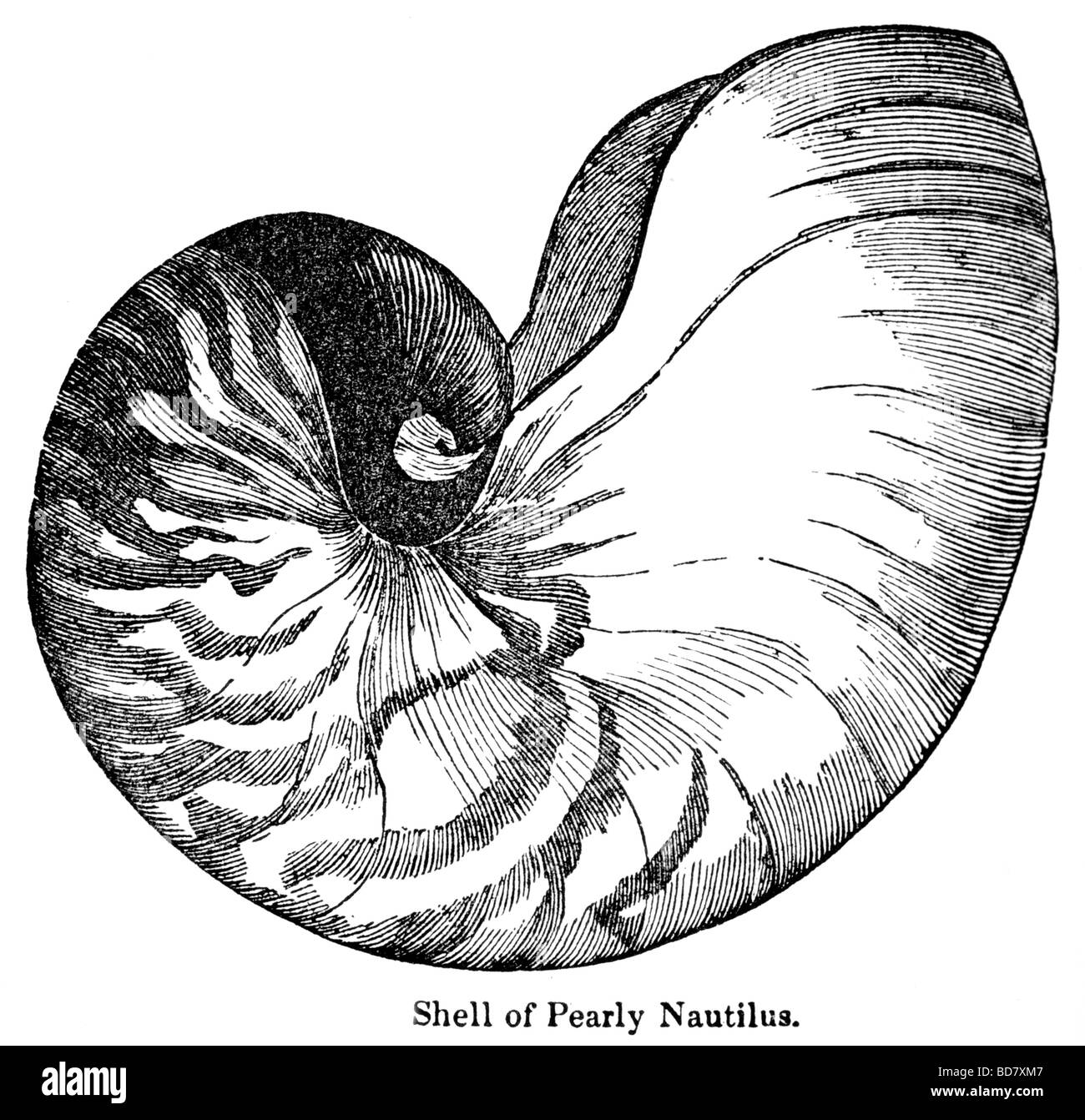Conchiglia di madreperla nautilus Foto Stock