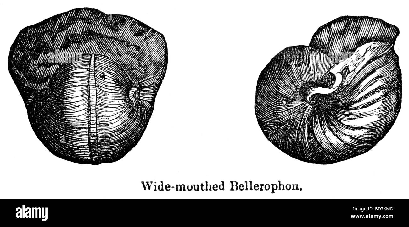 Ampia imboccatura a bellerophon Foto Stock