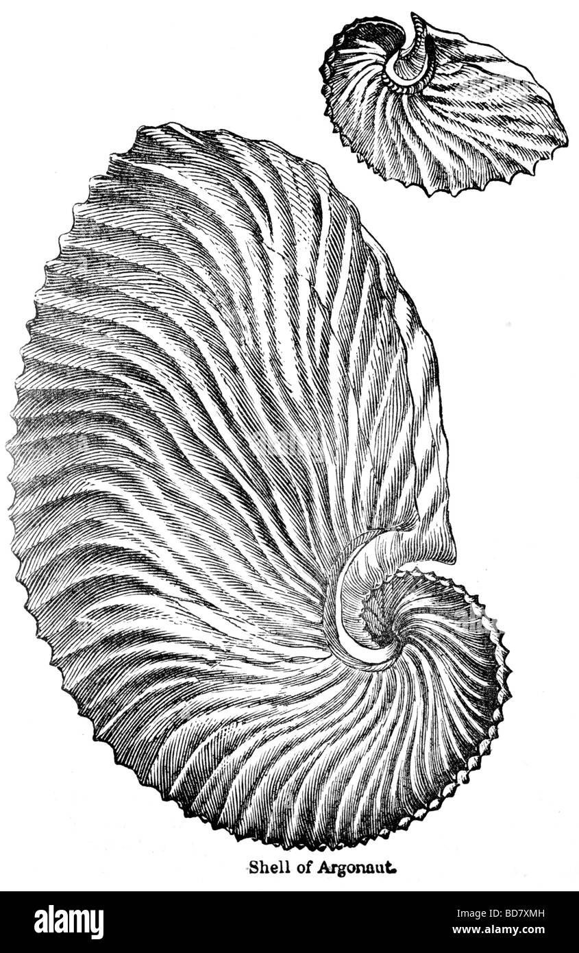 Guscio di argonaut Foto Stock