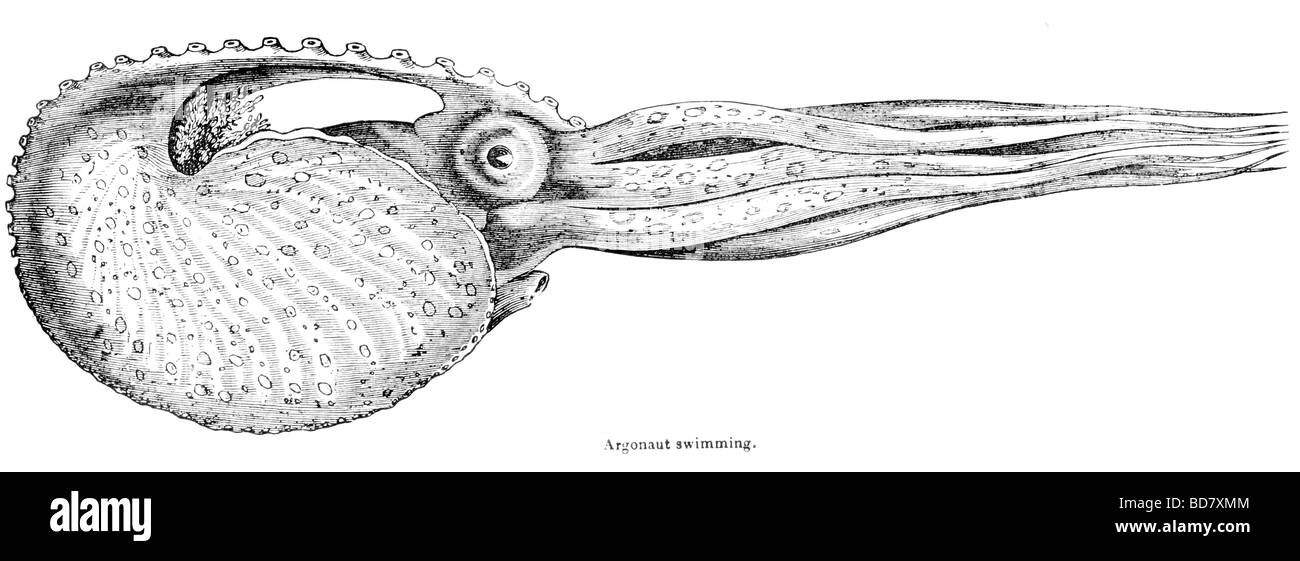 Argonaut nuoto Foto Stock
