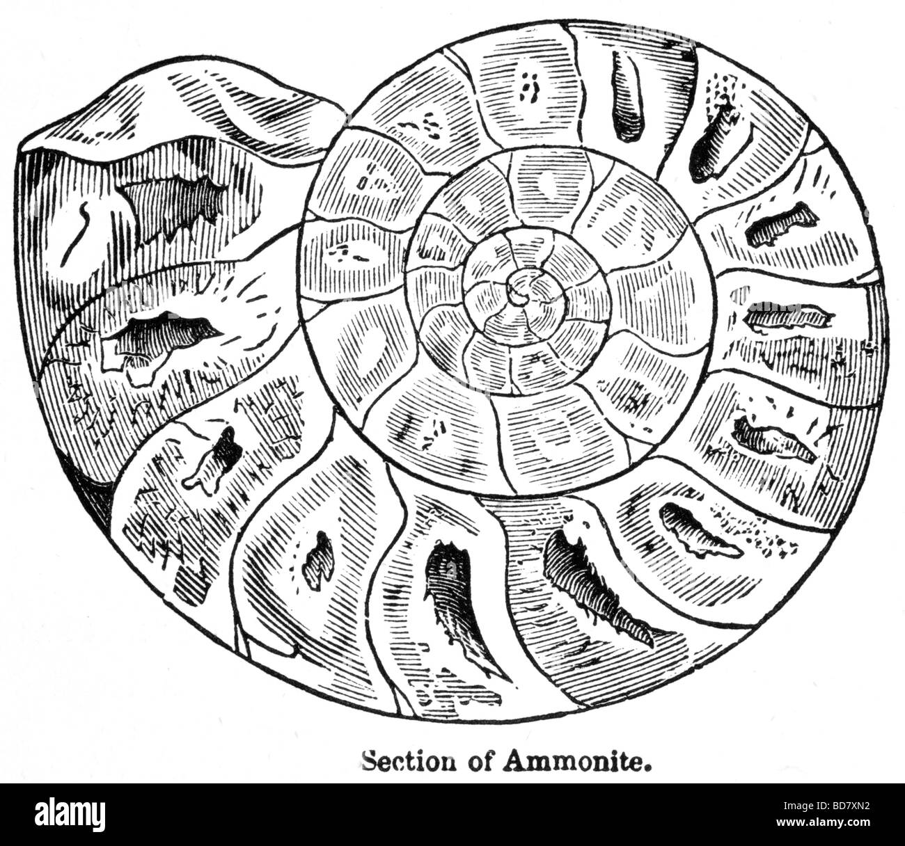 La sezione di ammonita Foto Stock
