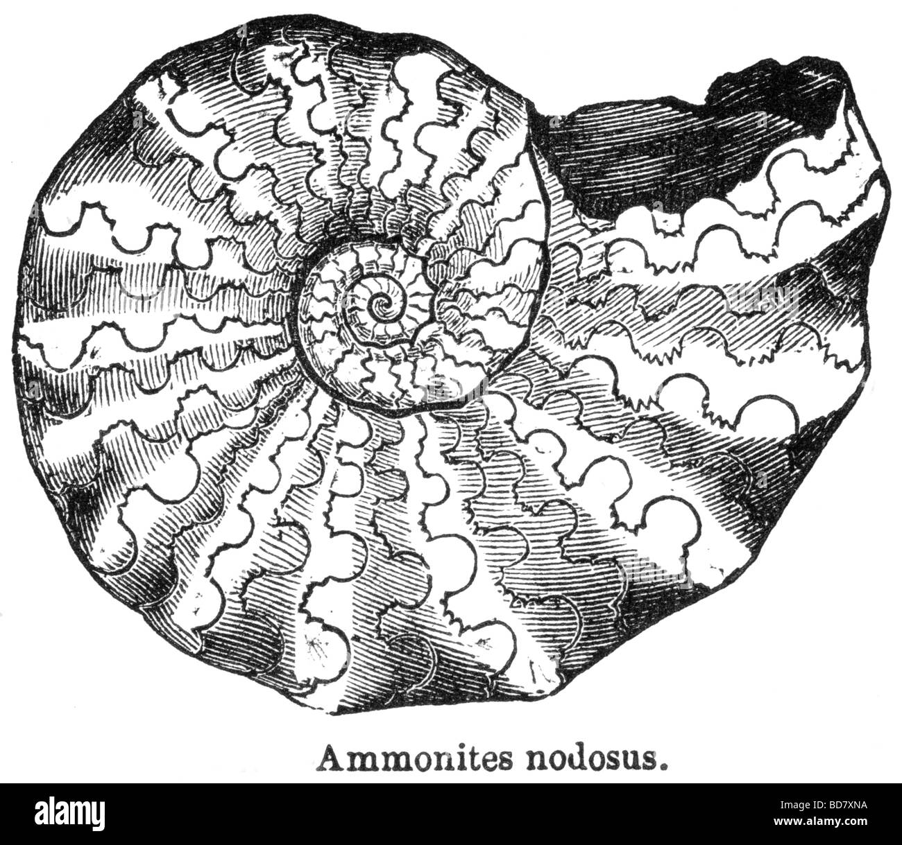 Ammoniti nadosus Foto Stock