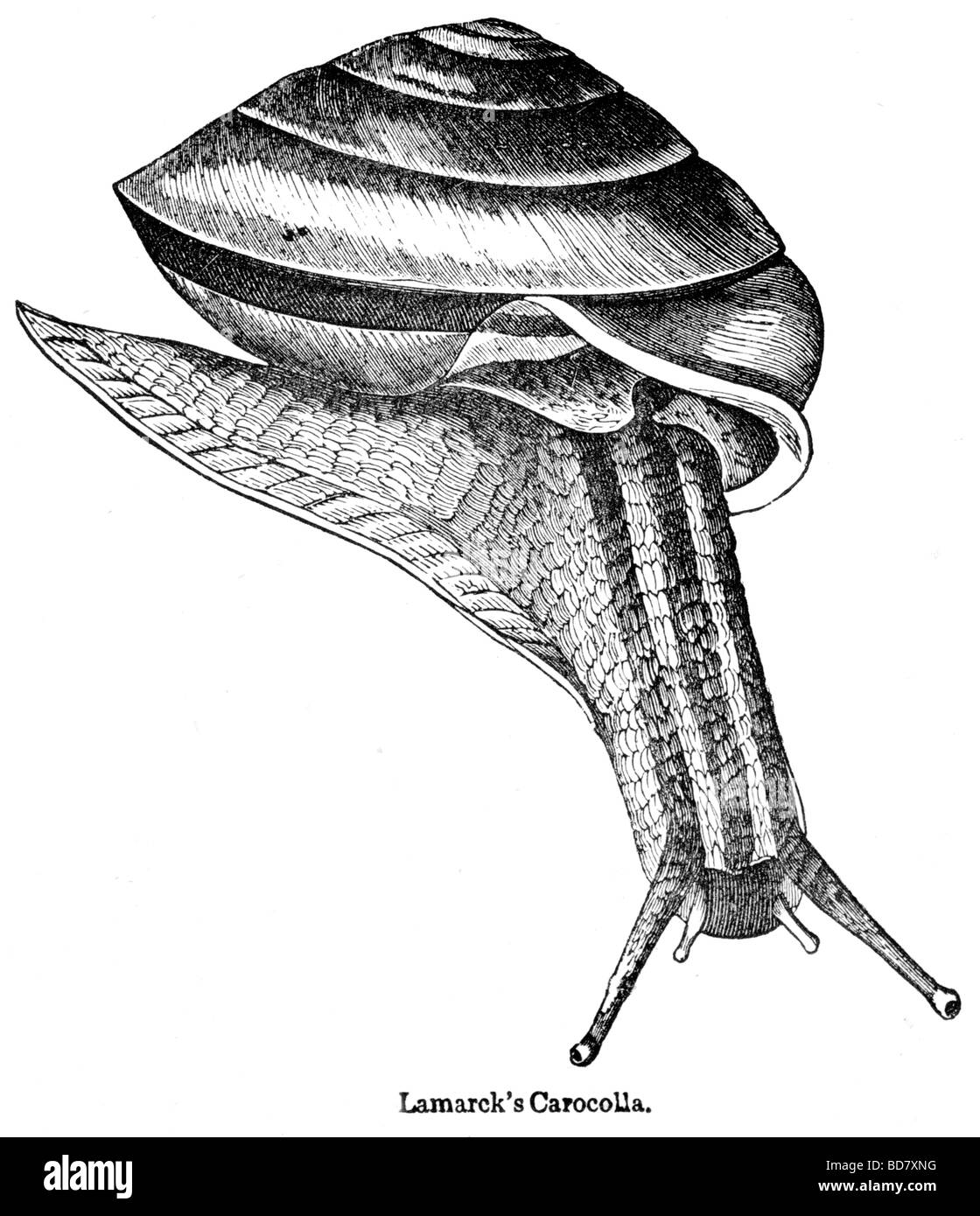 Lamarck s carocolla Foto Stock