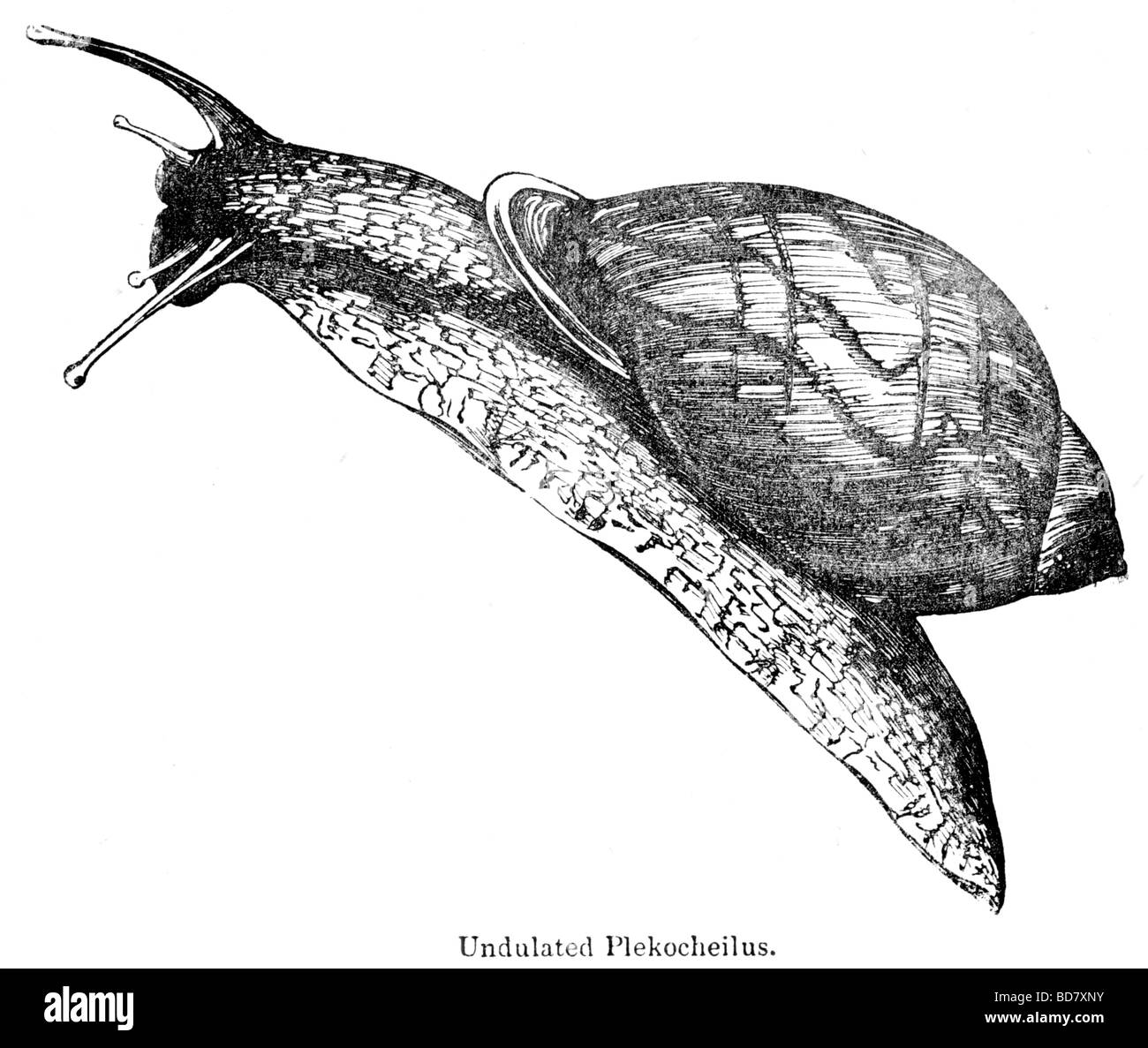 Plekocheilus ondulato Foto Stock