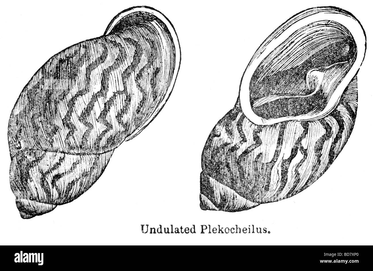 Plekocheilus ondulato Foto Stock