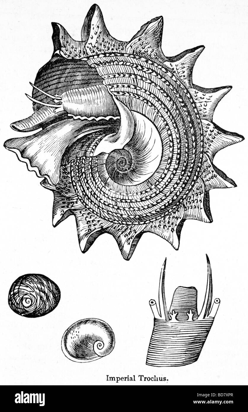 Trochus imperiale Foto Stock