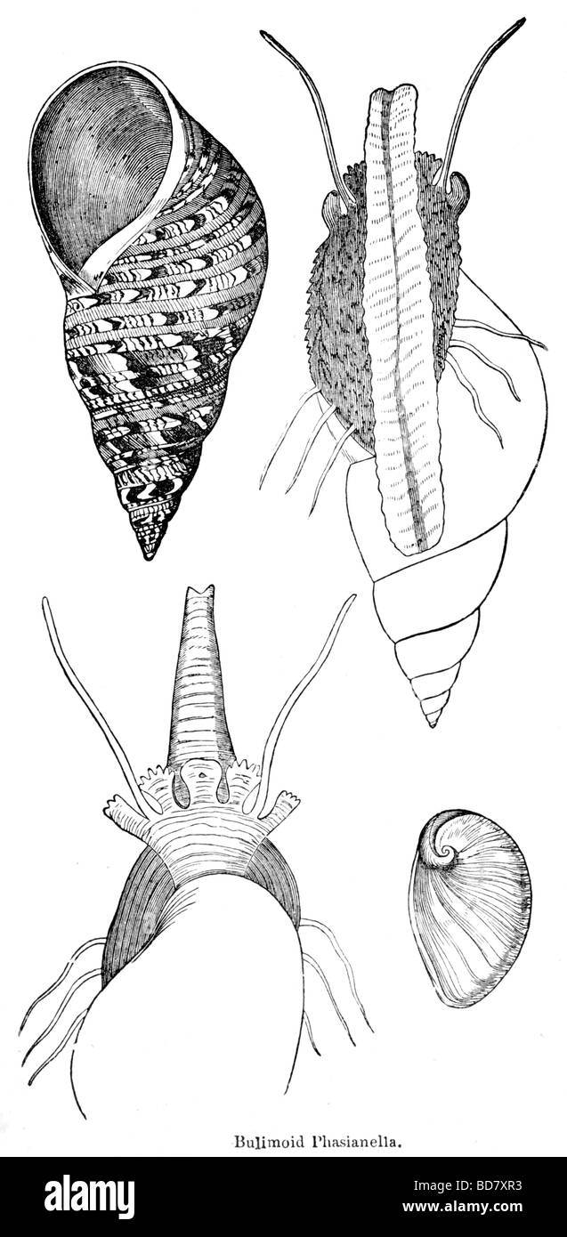 Bulimoid phasianella Foto Stock