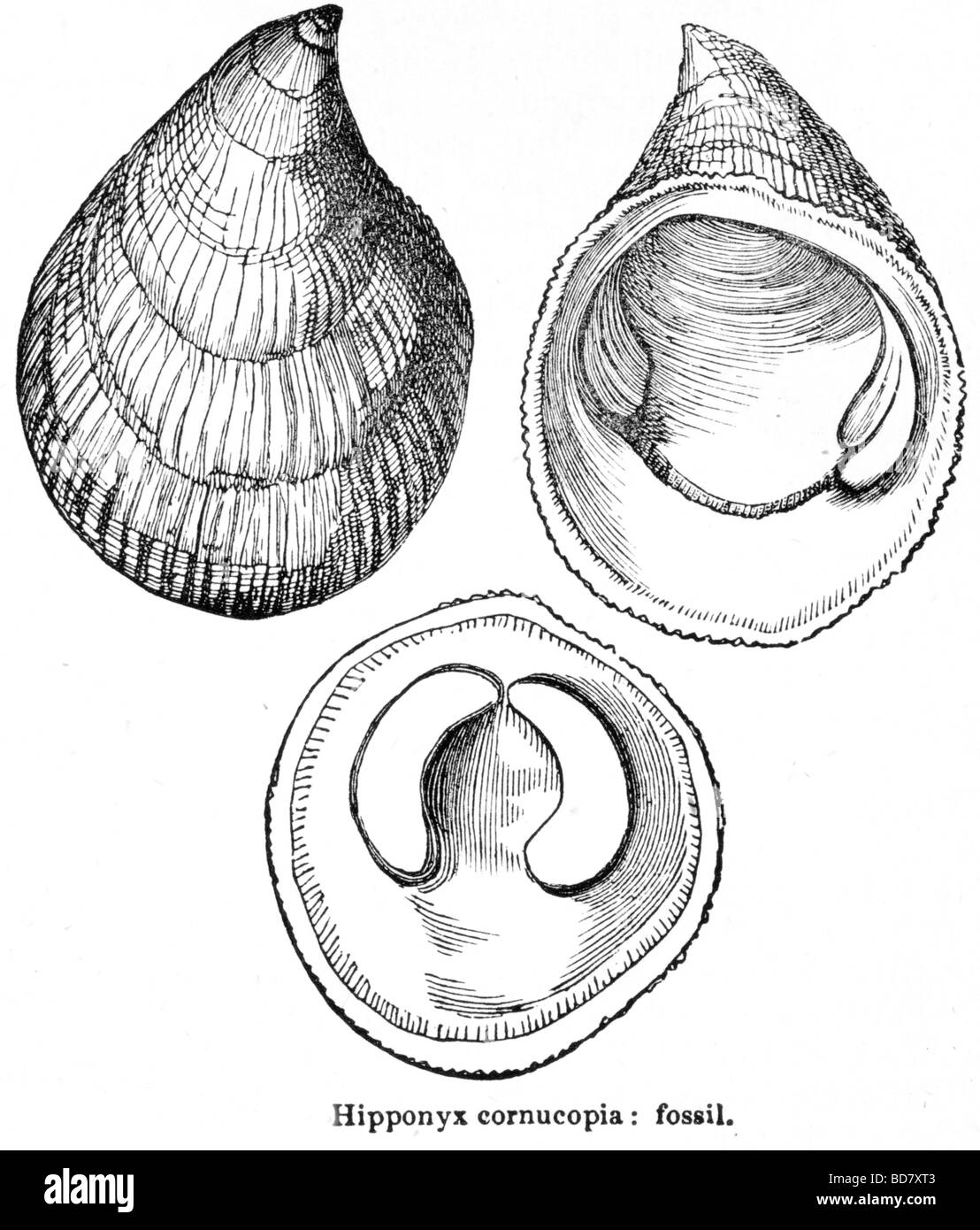 Hipponyx cornucopia combustibili Foto Stock