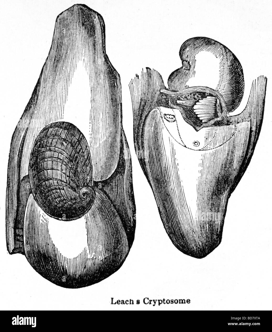 Leach s cryptosome Foto Stock