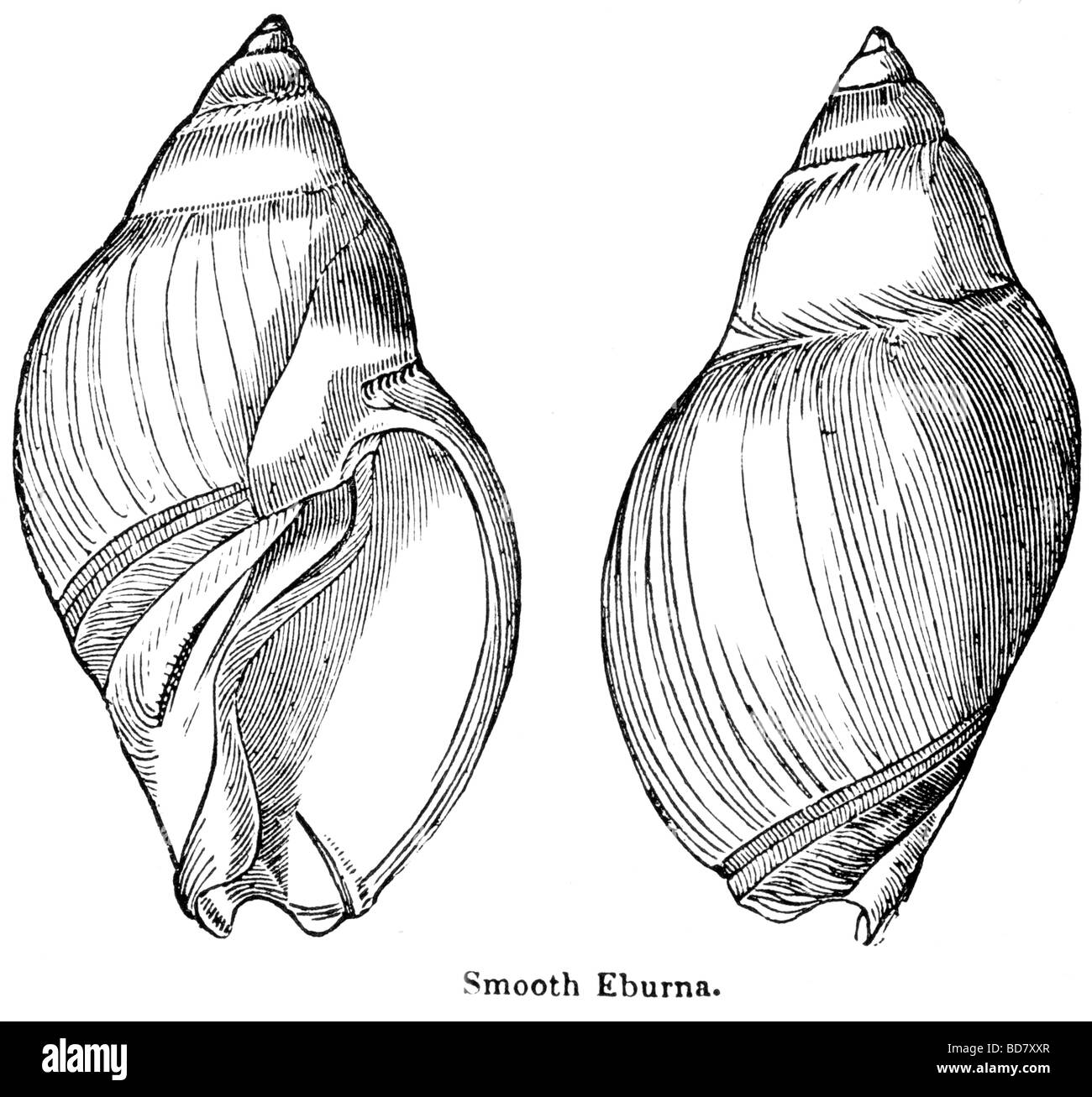 eburna liscio Foto Stock