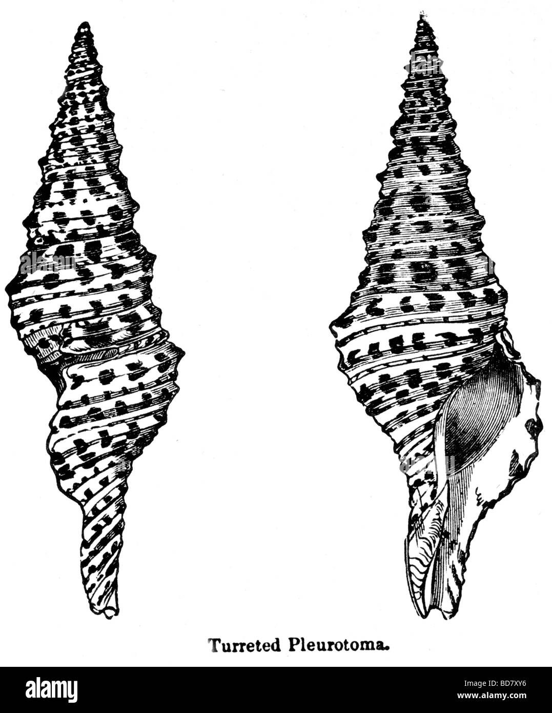 Pleurotoma turrito Foto Stock