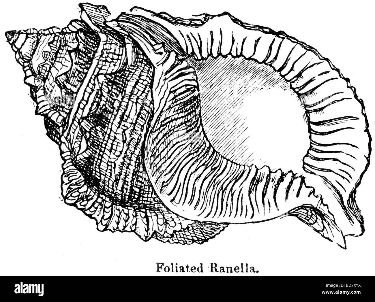 Foliated ranella Foto Stock