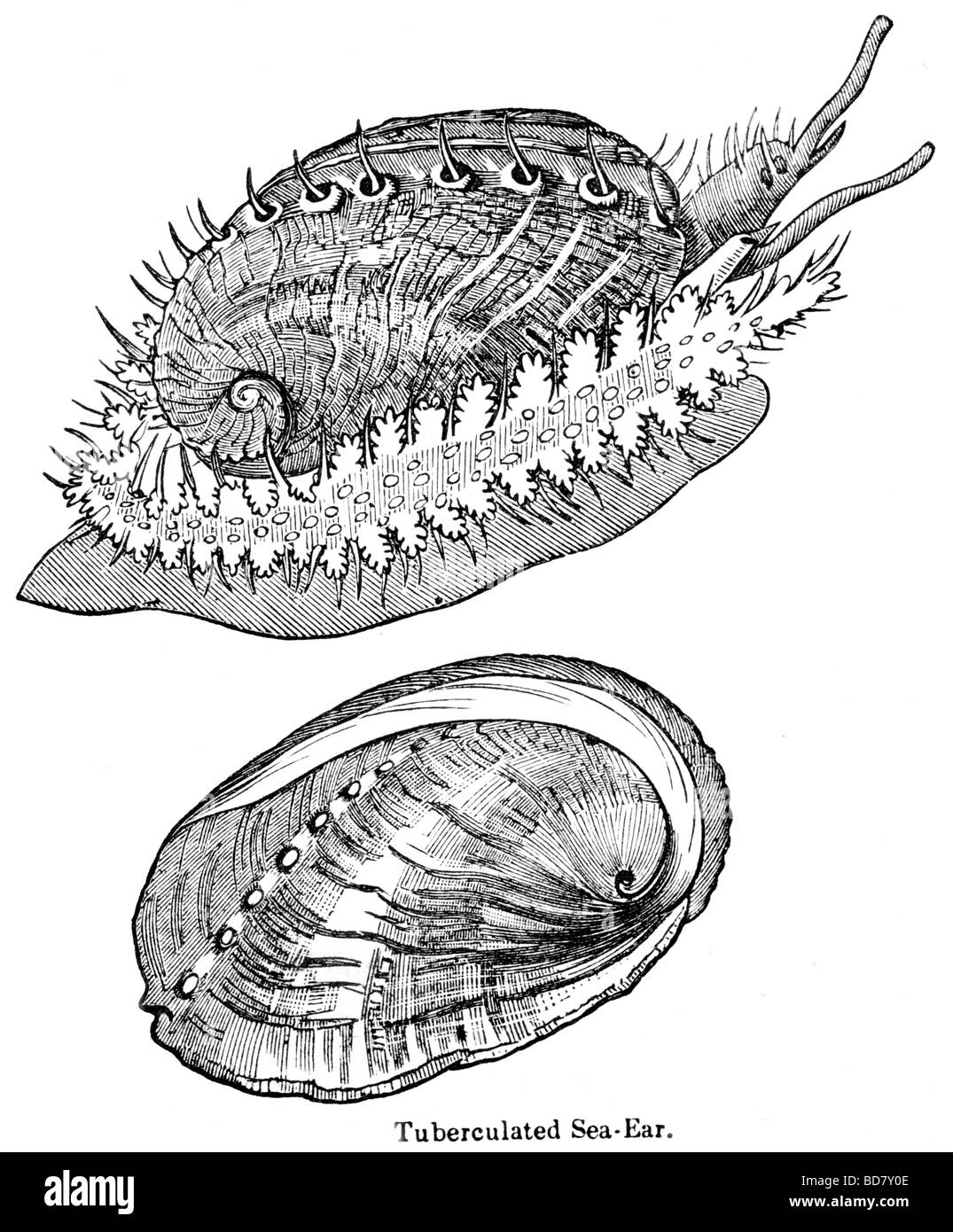 Mare tuberculated orecchio Foto Stock