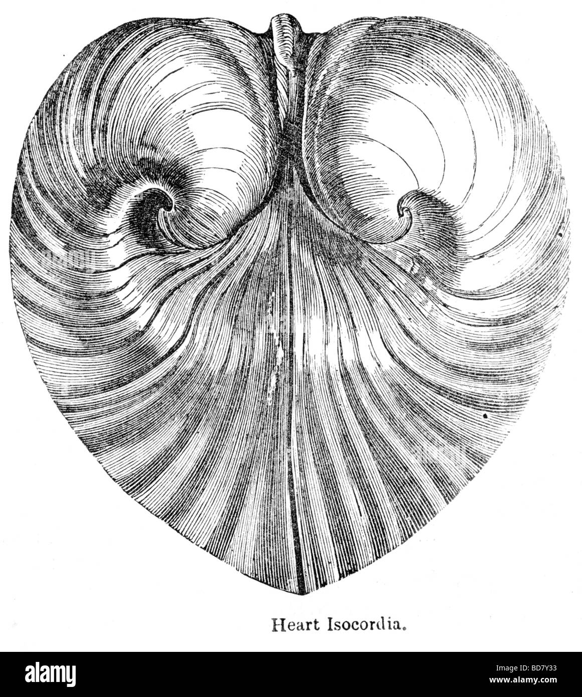 cuore isocordia Foto Stock