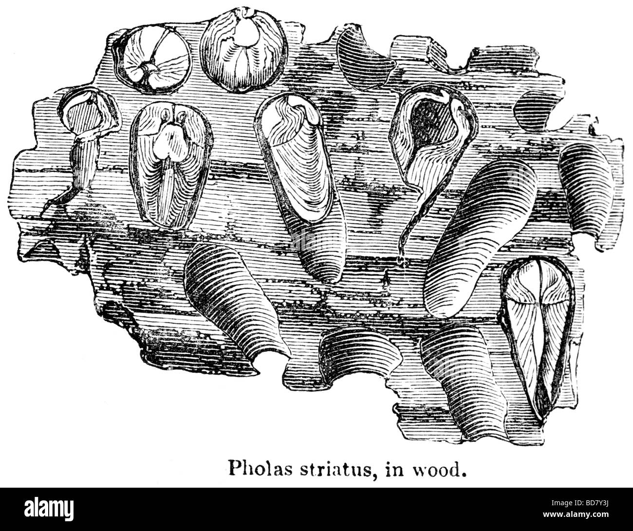 Pholas striatus in legno Foto Stock