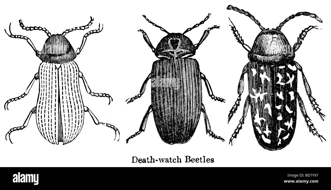 La morte guarda coleotteri beetle Foto Stock