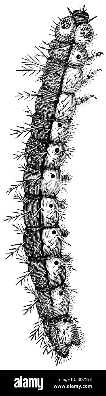 Caterpillar Foto Stock