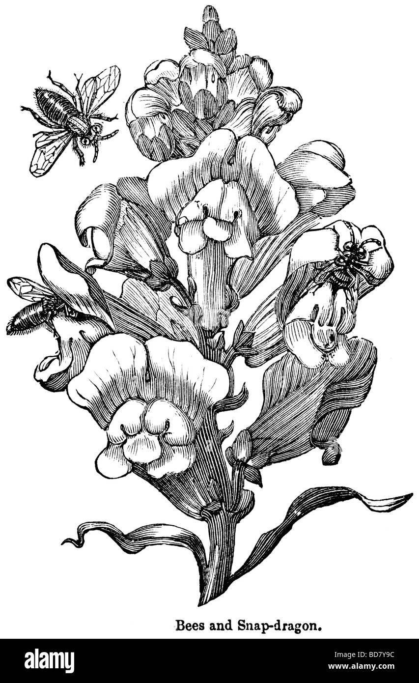 Api e snap dragon bee Foto Stock