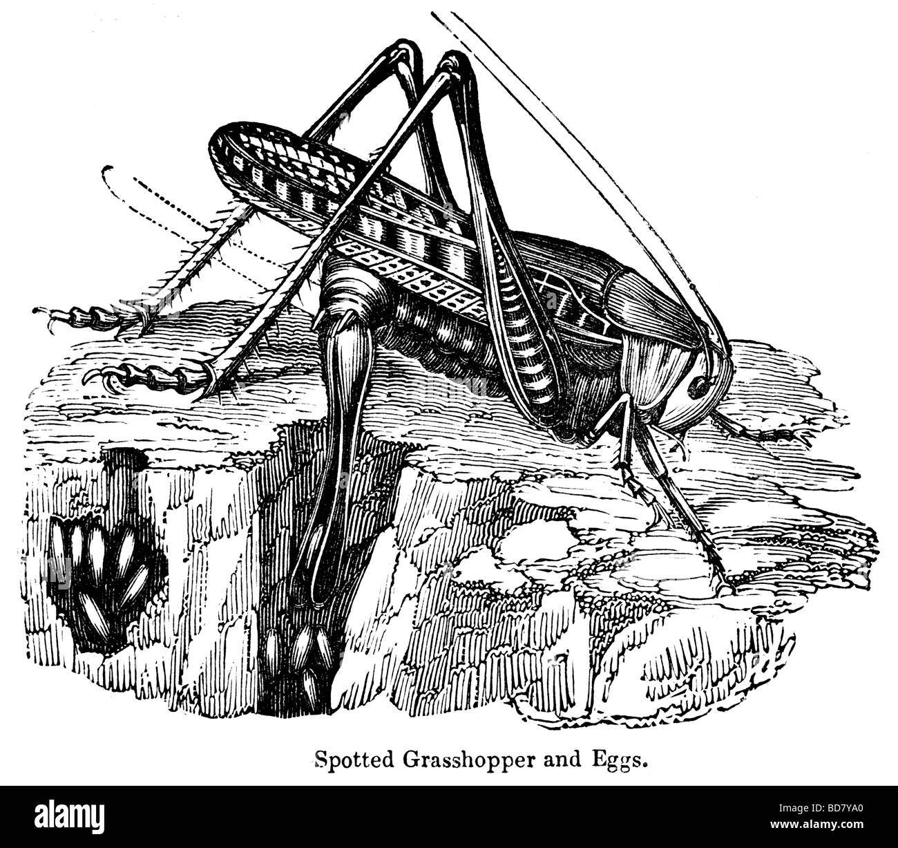 Avvistato grasshopper e uova Foto Stock