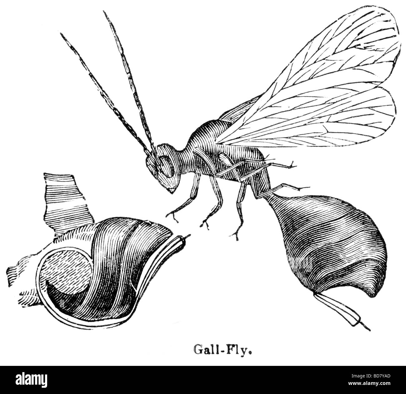 fly di Gallo Foto Stock