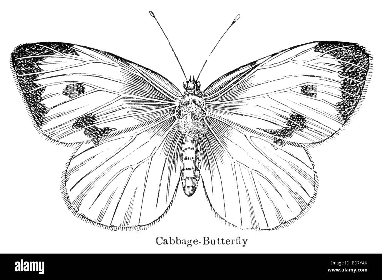 Cavolo butterfly Foto Stock