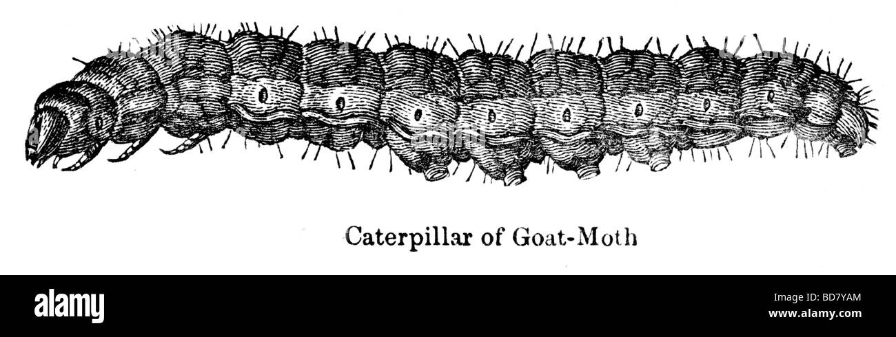 Caterpillar è di capra moth Foto Stock
