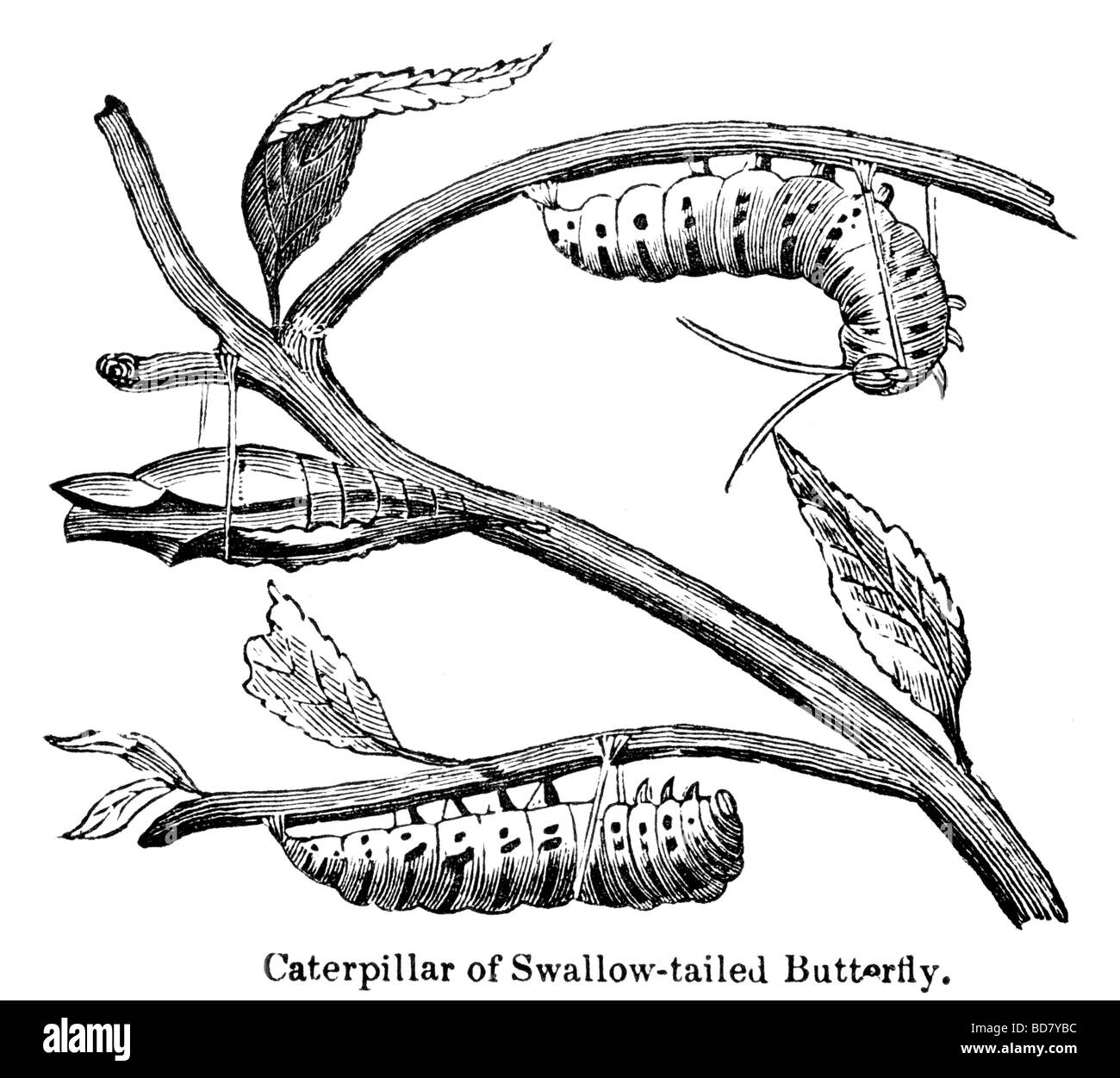 Caterpillar di swallow tailed butterfly Foto Stock