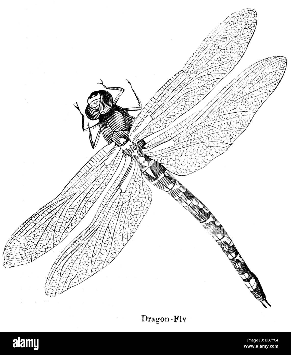 Mosca del drago Foto Stock