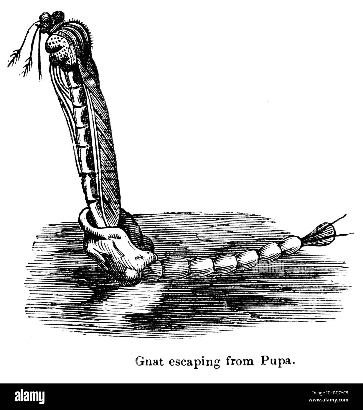Moscerino fuga da pupa Foto Stock