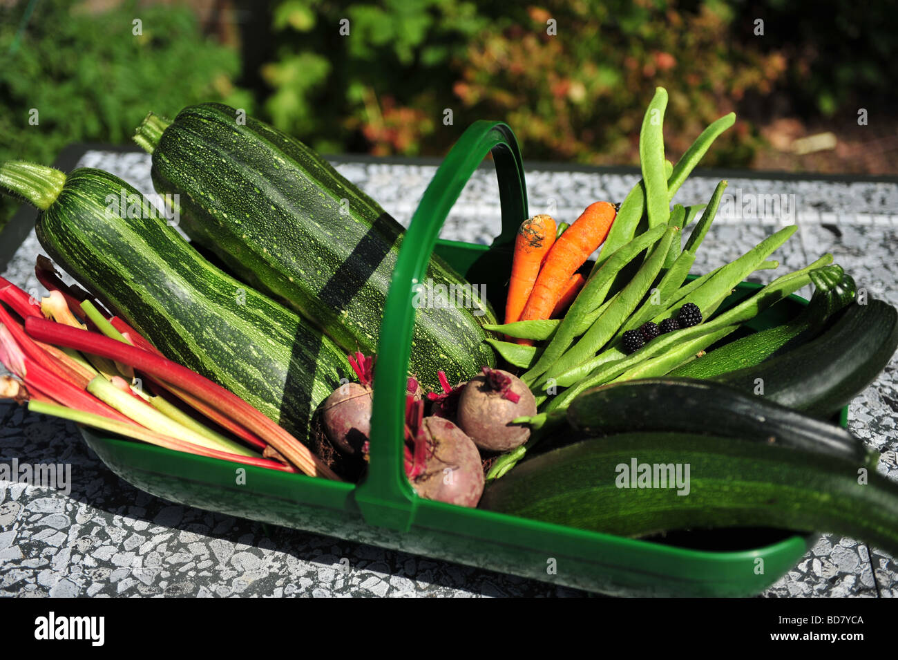 Raccolti freschi cesto di verdure appena raccolto dal giardino e posto in un trug messa a fuoco selettiva Foto Stock